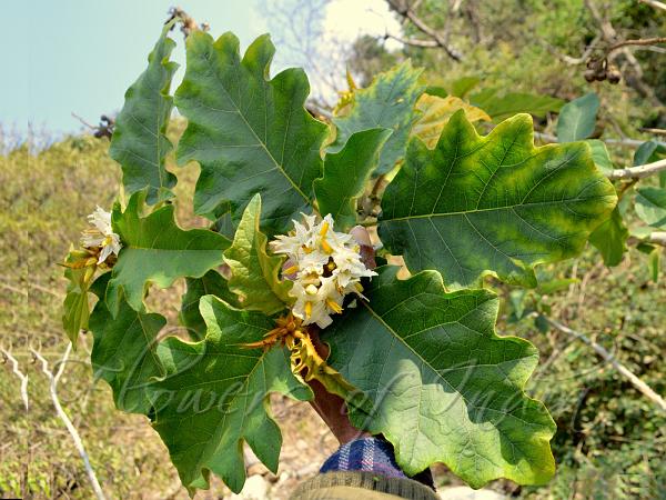 Giant Devil's Fig